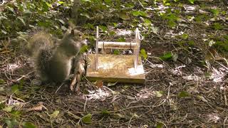 Grey squirrel reaching task - ASAB Easter 2019