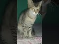 cute cat video #trending #viral #love #shortvideo #nikhil Kumar vlogs