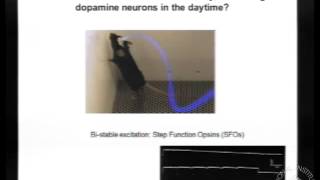 BSSR Lecture Series: Regulation of the dopaminergic reward circuit and manic-like behavior