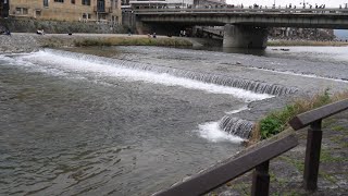 京都ちょこっと散歩「鴨川花の回廊」Kyoto Kamo river Flower corridor