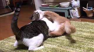 ♀猫こむぎvs♂猫だいず最終決戦【猫日記こむぎ＆だいず】2018 09 29