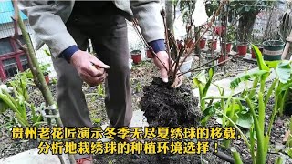 冬季，贵州老花匠演示无尽夏绣球的移栽，地栽种植环境的选择！