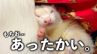 happy sleeping ferret