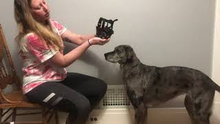 Muzzle Conditioning - Part 1