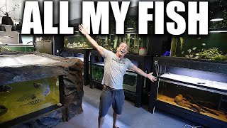 My fish and aquariums tour - 2022 the king of DIY