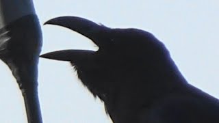 鳴き声を変えて電線で鳴いていたハシブトガラス、crow