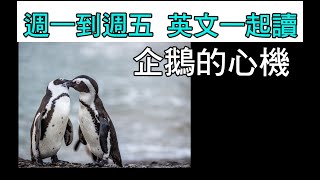 【ep 862】企鵝的心機｜多益｜雅思｜托福｜單字｜文法｜聽力｜手把手帶著你閱讀英文！