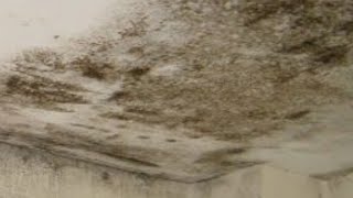 Küf ve rutubet den kararmaya son, How to prevent mold formation on walls