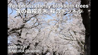 【Yonomori cherry blossom trees】(4K) 夜の森桜並木 桜のトンネル #sakura