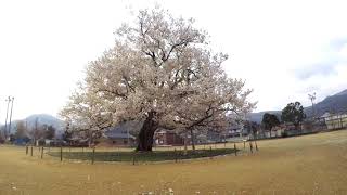 味真野小学校の桜！2018年4月6日 散りはじめ