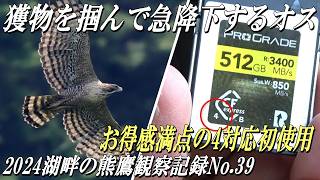 【クマタカの子育て】獲物を掴んで急降下するオスと元気な幼鳥！！2024年湖畔のクマタカ観察記録No.39