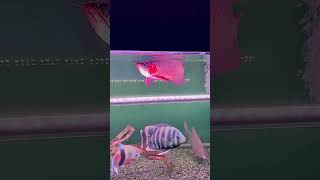 水族藍圖專業龍魚-台南龍友豪哥分享-蘇海德(Suhaid Red)紅龍9月齡#arowana#aquarium#紅龍#龍魚#龍魚專賣#台南