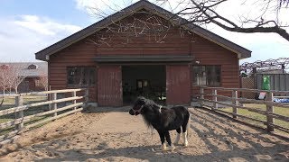 ウマ (小岩井農場 まきば園) 2019年4月12日