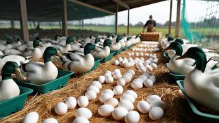 How to Raise Organic Ducks - Organic Poultry Business - Harvest Eggs