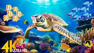 Ocean 4K - Sea Animals for Relaxation, Beautiful Coral Reef Fish in Aquarium(4K