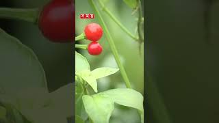 এক কেজি গুড়া মরিচের দাম ২৮ লাখ টাকা! #chilliprice #peru #chilli #somoytv #shorts