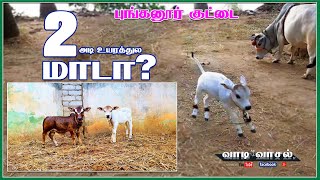 World's Shortest Cows | Punganoor Cows | Miniature Cows 16 inch