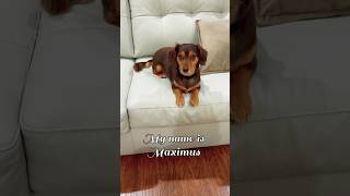 Evolution of Maximus the Mighty Chiweenie Pt.181