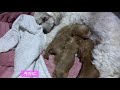 子犬動画　海外の慣れない習慣の話　トイプードルの子犬4.5日目 puppies puppylove toy poodle