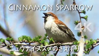 野鳥撮影・ 戦場ヶ原・ニュウナイスズメのさえずり