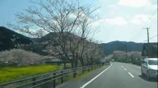 松崎町那賀川沿いの桜並木をドライブ Driving on the riverside to see Sakura blossoms