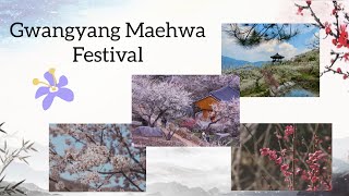 Gwangyang Maehwa International Festival [Korean Festivals]