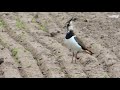 northern lapwing kiebitz vanellus vanellus calling