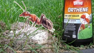 🔥 Ultimate Solution for Fire Ants! Ortho Orthene Fire Ant Killer Review