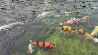 Koi fishes near cu chi - 베트남 잉어 구찌 근처.