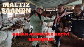 HASAN ABİYLE MALTIZ KEÇİSİ | SAANEN VE MALTIZ MELEZLERİ | SEFERİHİSAR