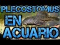 Plecostomus en acuario