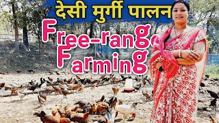 1500 देसी मुर्गियों का फ्री रेंज फार्म | Free-range Desi Murgi Palan