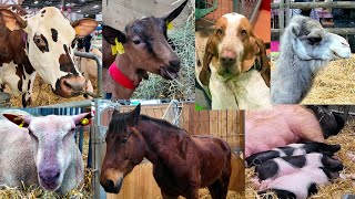 Salon de lagriculture 2025 - Paris International Agricultural Show