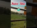 மானூத்து மந்தையிலே nativevibes itsfun positivethinking shorts