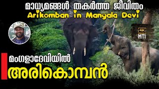 മംഗളാദേവിയിൽ അരികൊമ്പൻ I Arikomban in Mangaladevi I#arikomban#mangaladevi #mti #karikkaden #periyar