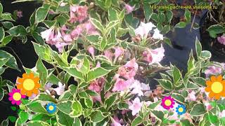 Вейгела цветущая Нана Вариегата. Краткий обзор, описание weigela florida Nana Variegata