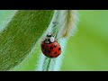 multicolored asian lady beetle