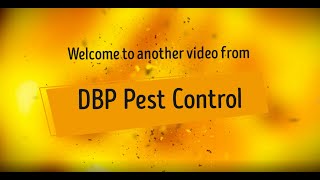 DBP Pest Control -  Ratting with the Weihrauch HW 100 BP