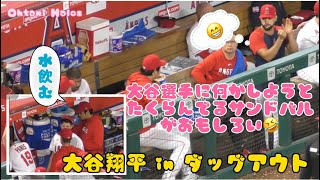 大谷選手に何かしようとたくらむサンドバルが面白い🤣【大谷翔平インダッグアウト】#大谷翔平現地映像 #エンゼルス #野球