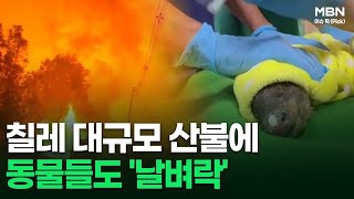 ＂구해주세요＂ 칠레 대규모 산불에 동물들도 '날벼락' 外 | 이슈픽