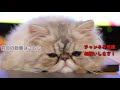 cat gets removed her hairball with cute face