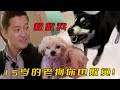 柴犬在家自封為王，把15歲老狗按在地上撕咬，主人無奈請訓犬師教育