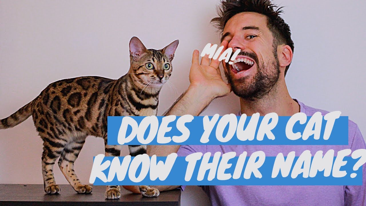 Does Your Cat Know Their Name Shorts Cat World News