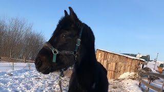 Спасение лошади с бойни. История спасения со счастливым концом! Томск.