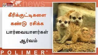 தாய்லாந்தில் புதிதாகக் பிறந்துள்ள பாலைவனக் கீரிக்குட்டிகள் | #MeerkatBabies | #Thailand