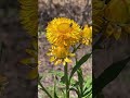 Native bees are frequent flyers in our strawflower patch.🐝🐝🐝🐝🐝 I spend a lot of time walking in my