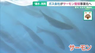 東邦ガスがサーモン陸上養殖事業化へ　ブランド名「知多クールサーモン」 低温のLNGタンクを活用 (24/12/05 18:17)