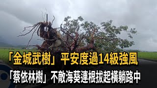 「金城武樹」平安度過14級強風　「蔡依林樹」不敵海葵連根拔起橫躺路中－民視新聞