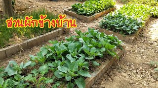 สวนผักเล็ก ๆ​ ข้างบ้าน (ฉบับเต็ม) | ครูแดงปลูกพืชผัก