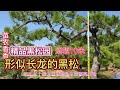 山东黑松园里有几棵形似长龙的黑松，冠幅达10米自然弯曲，真漂亮